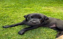 Labrador Retriever dogs for sale: Working Labrador pups for sale  - Image 4