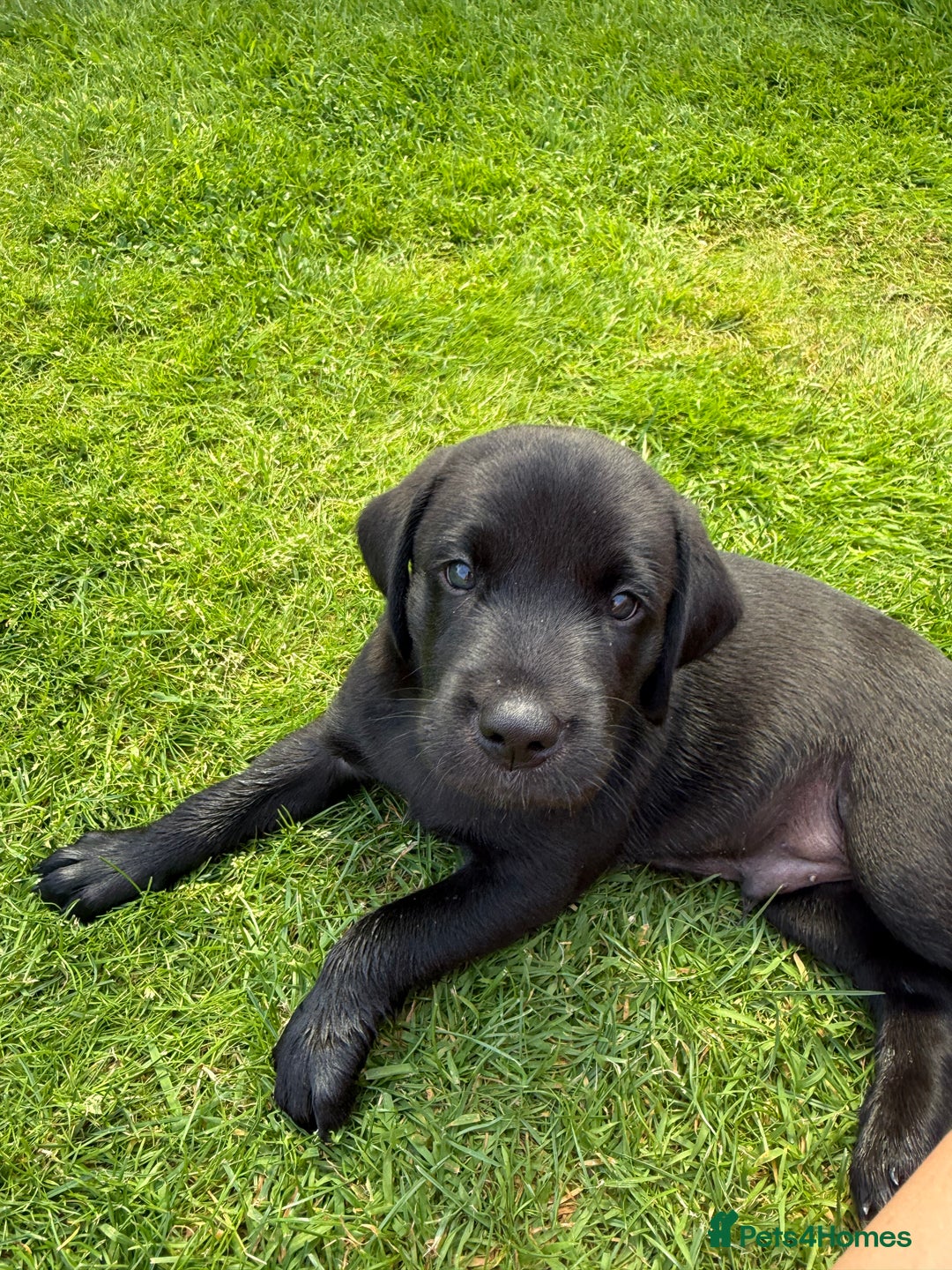 Labrador Retriever dogs for sale: Working Labrador pups for sale  - Image 4
