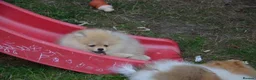 Pomeranian dogs for sale: Bentley – Beautiful Silver-Toned Pomeranian Boy 🐾 - Advert 31