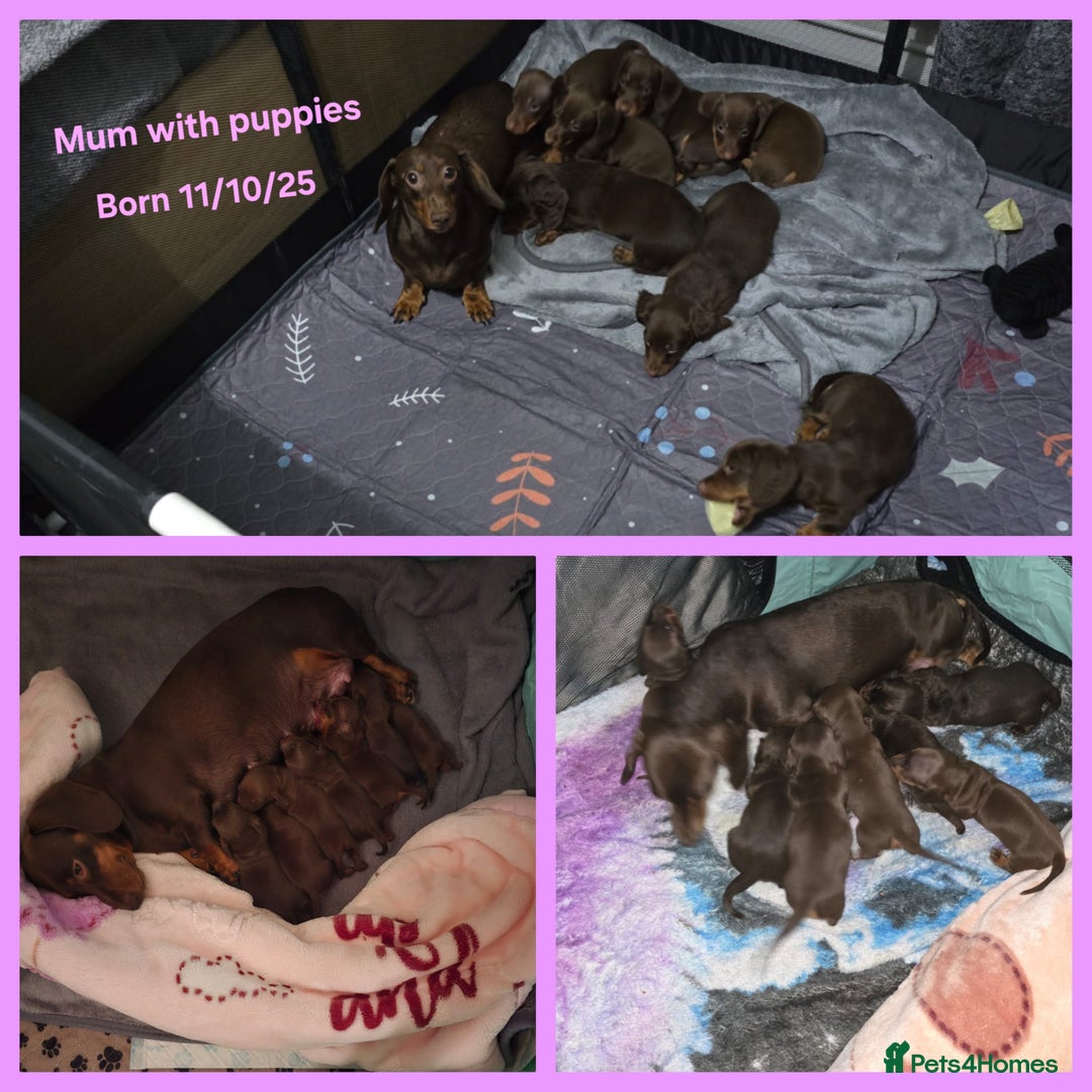 Miniature Dachshund dogs for sale: Kc reg miniture dachshund puppies for sale - Advert 1
