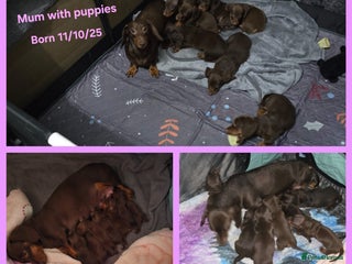 Miniature Dachshund dogs Kc reg miniture dachshund puppies for sale - Advert 5