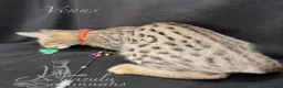 Savannah cats for sale: Excellent Quality Tica Registered Purebred kittens - Advert 10