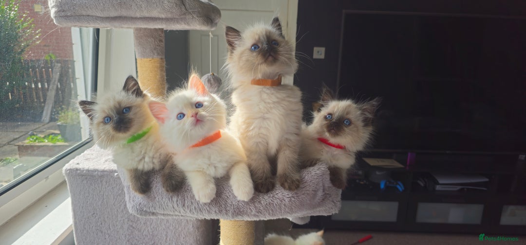 Ragdoll cats for sale: Ragdoll kittens  - Image 4