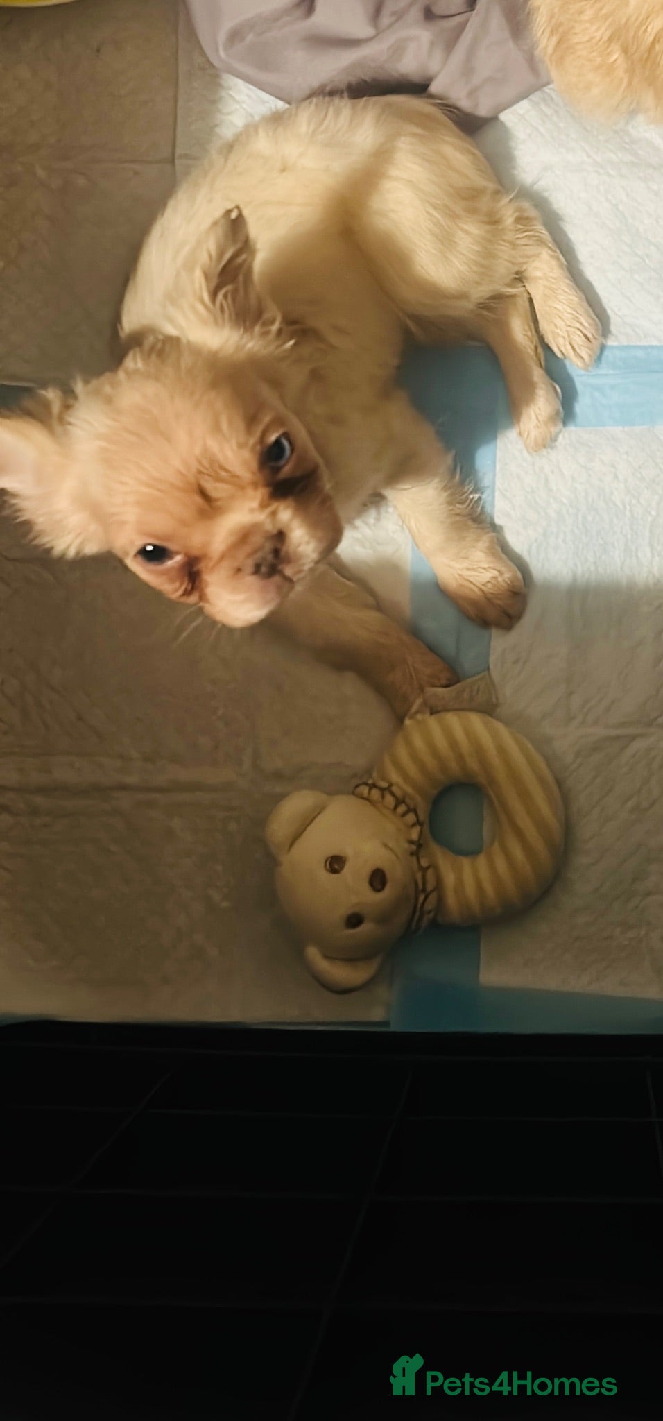 French Bulldog dogs KC registered fluffy French bulldog puppies  - Advert 1