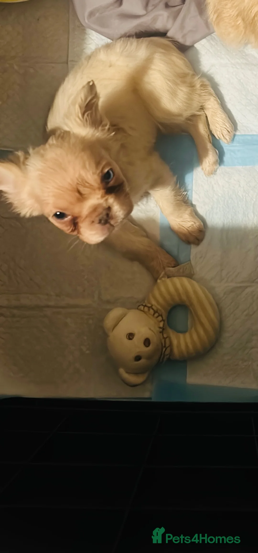 French Bulldog dogs for sale: KC registered fluffy French bulldog puppies  - Advert 1