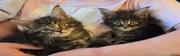 Maine Coon cats for sale: Maine Coon kittens  - Advert 25