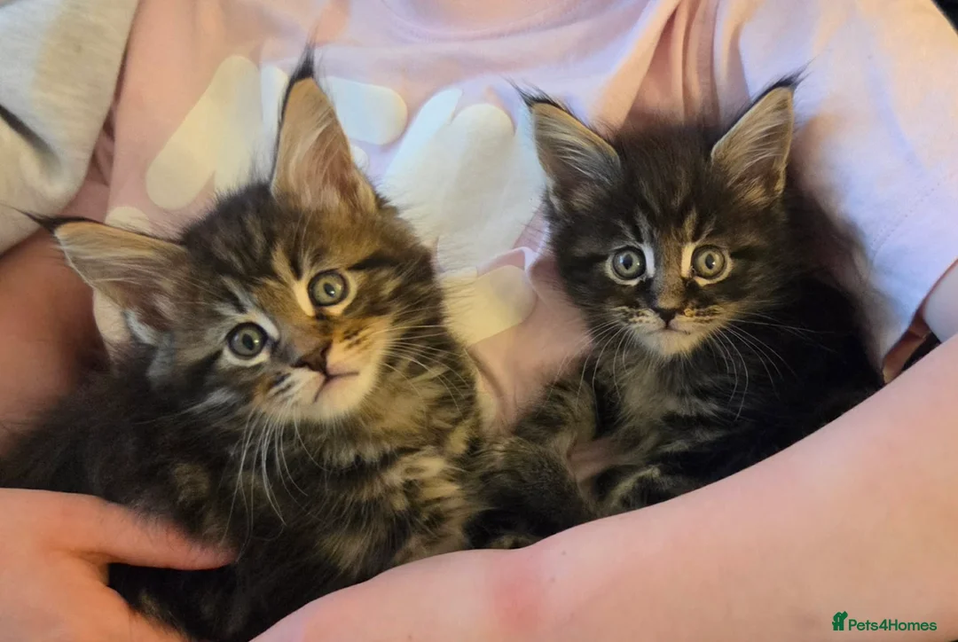 Maine Coon cats for sale: Maine Coon kittens  - Advert 25
