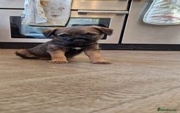 Border Terrier dogs for sale: DNA Health Tested Border Terrier pups (Boys) - Image 11