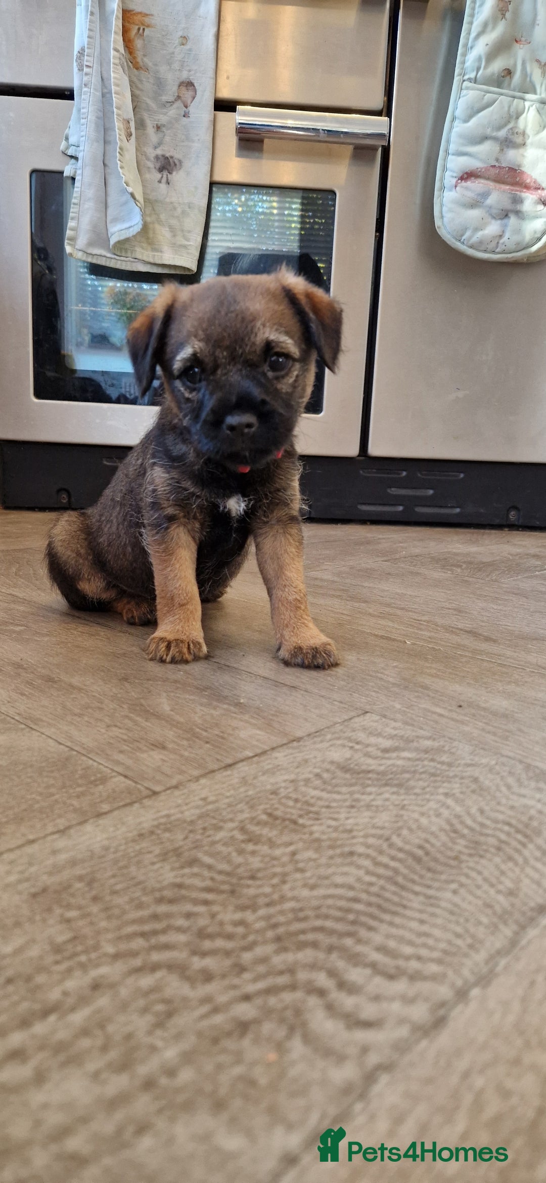 Border Terrier dogs for sale: DNA Health Tested Border Terrier pups (Boys) - Image 11
