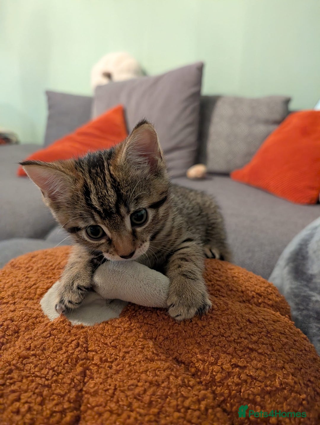 Mixed Breed cats for sale: Tabby kitten  - Advert 4