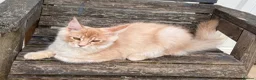 Maine Coon cats for sale: Reduced! XL quality TICA Maine Coon active possib  - Advert 6