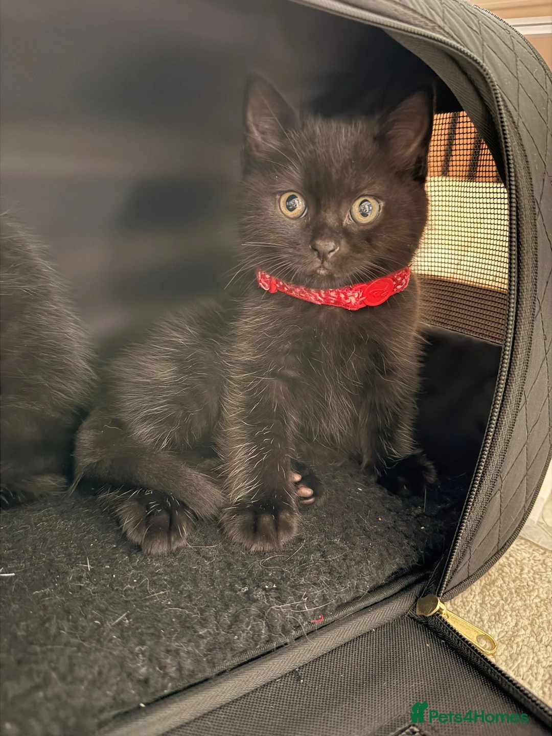 Mixed Breed cats for sale: British Shorthair Cross - Advert 11