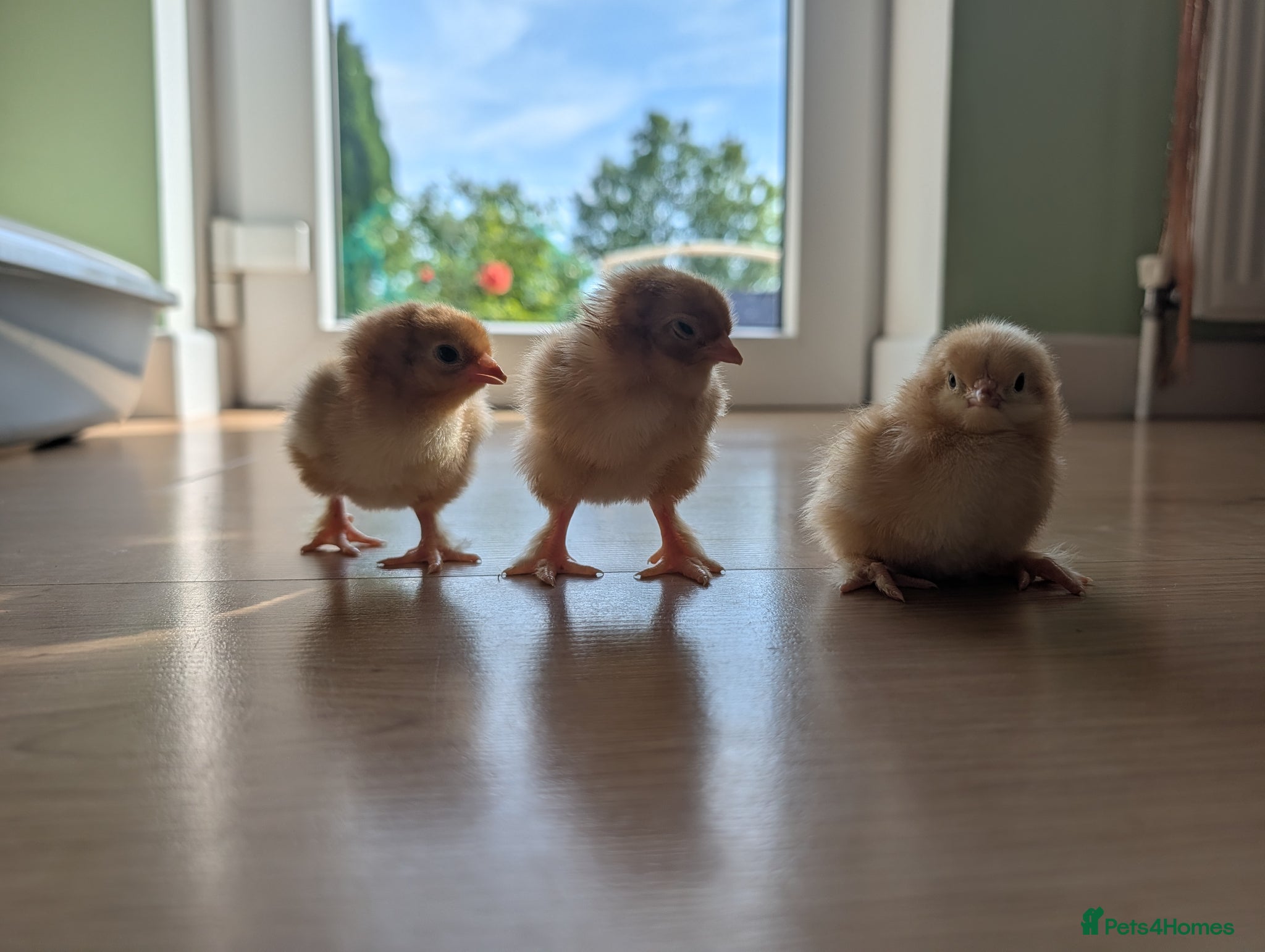 Chickens poultry Baby Chicks  - Advert 3