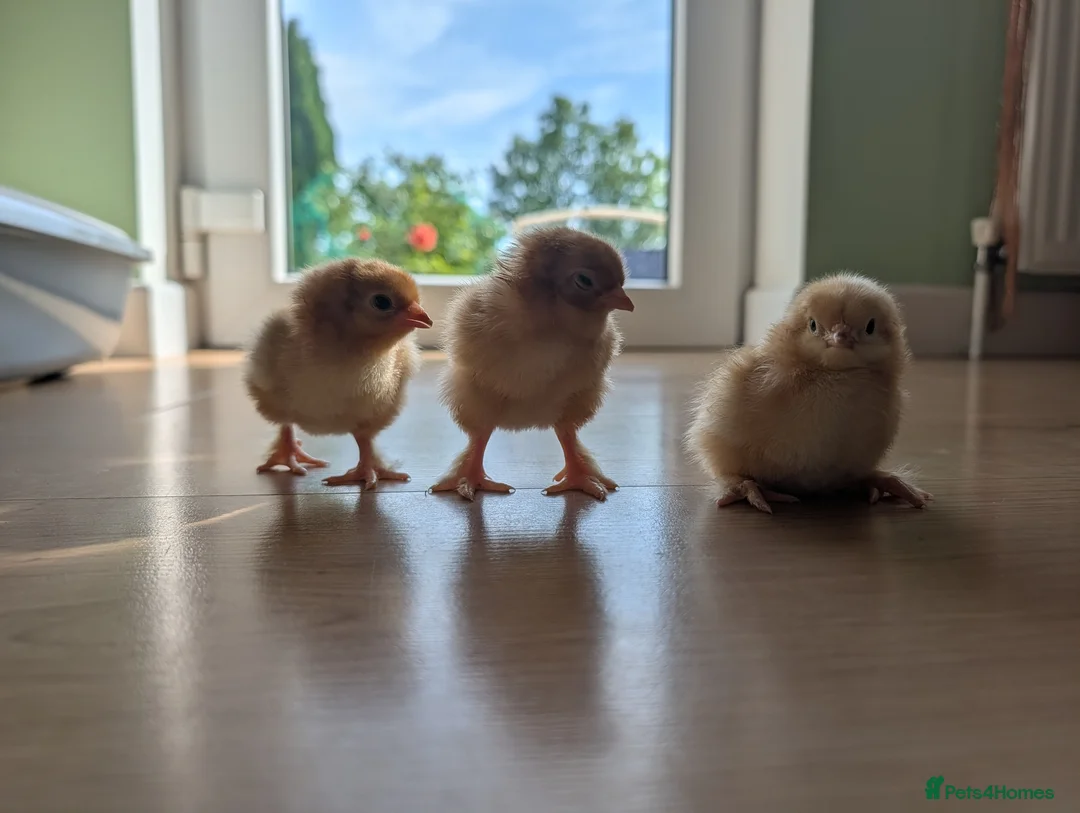 Chickens poultry for sale: Baby Chicks  in Coventry - Advert 1