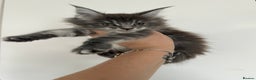 Maine Coon cats for sale: Tica registered maine coon kittens - Advert 3