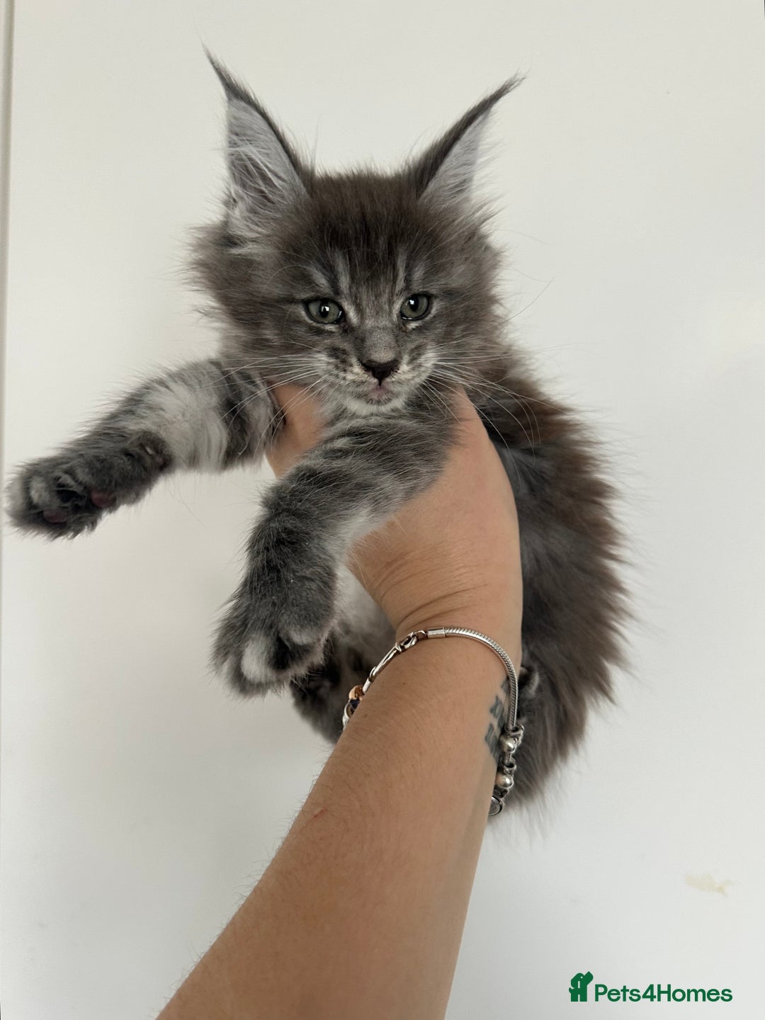 Maine Coon cats for sale: Tica registered maine coon kittens - Advert 3