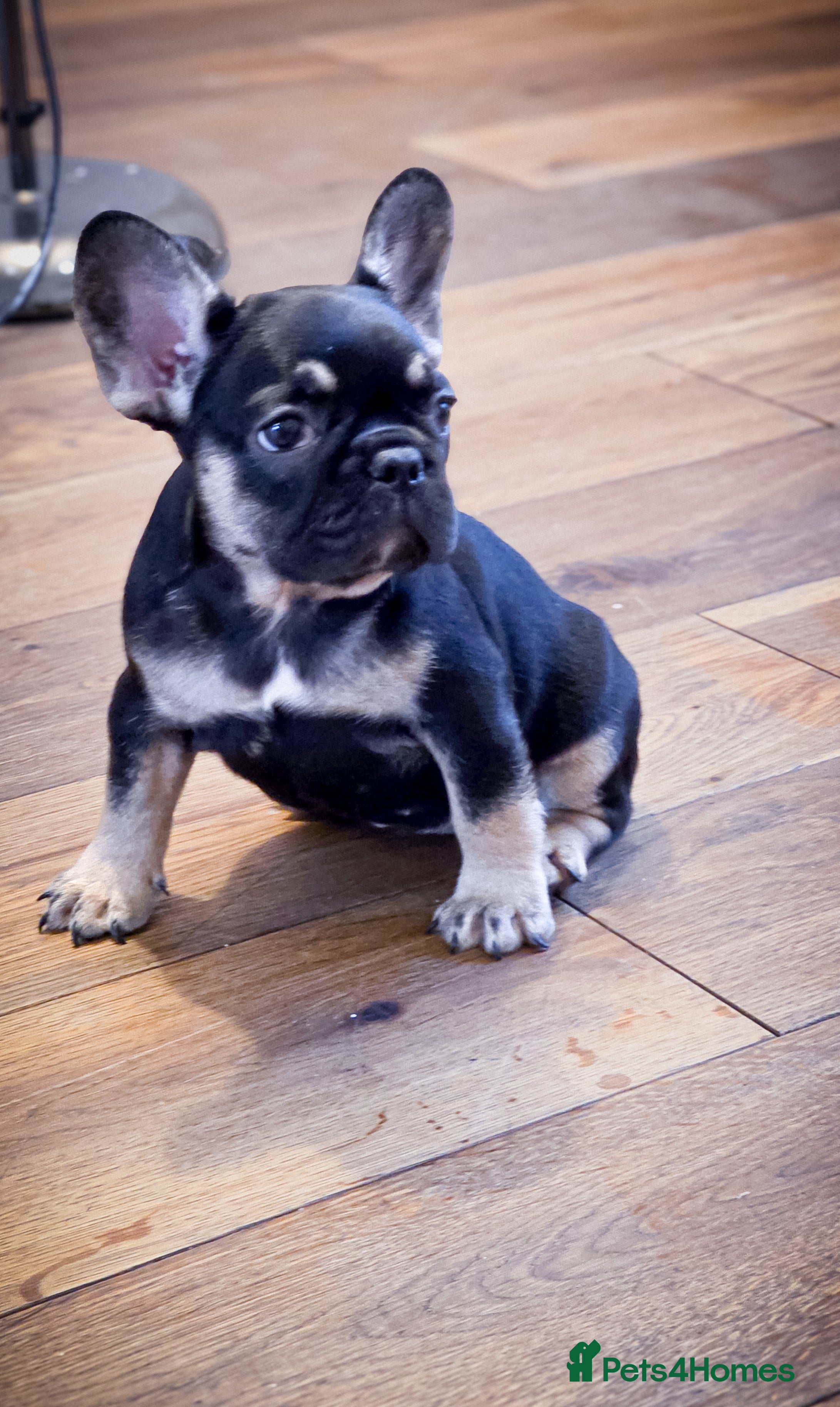 French Bulldog dogs  🐾 Exceptional French Bulldog Puppies 🐾 - Advert 6