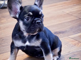 French Bulldog dogs 🐾 Exceptional French Bulldog Puppies 🐾 - Advert 1