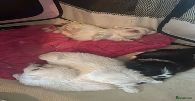 Pekingese dogs - Advert 7