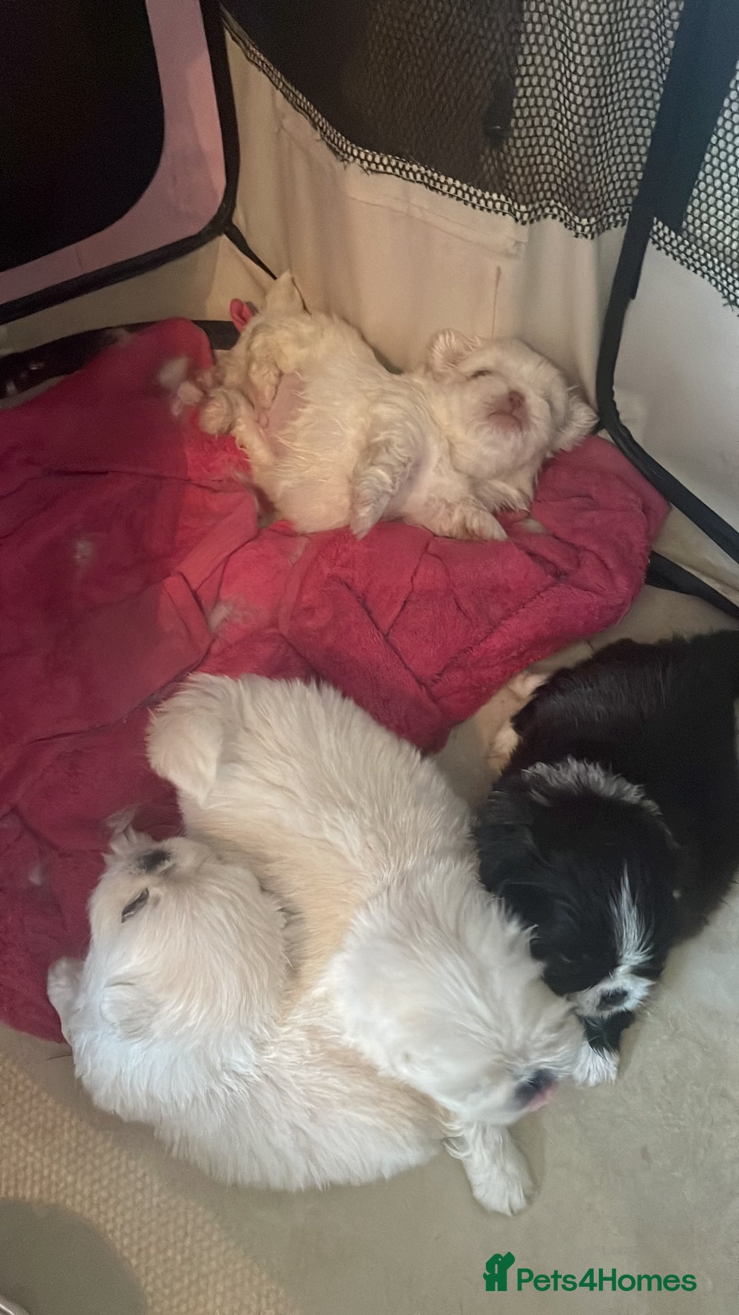 Pekingese dogs for sale: Pekingese puppy (3 girls and 3 boys left) - Image 2