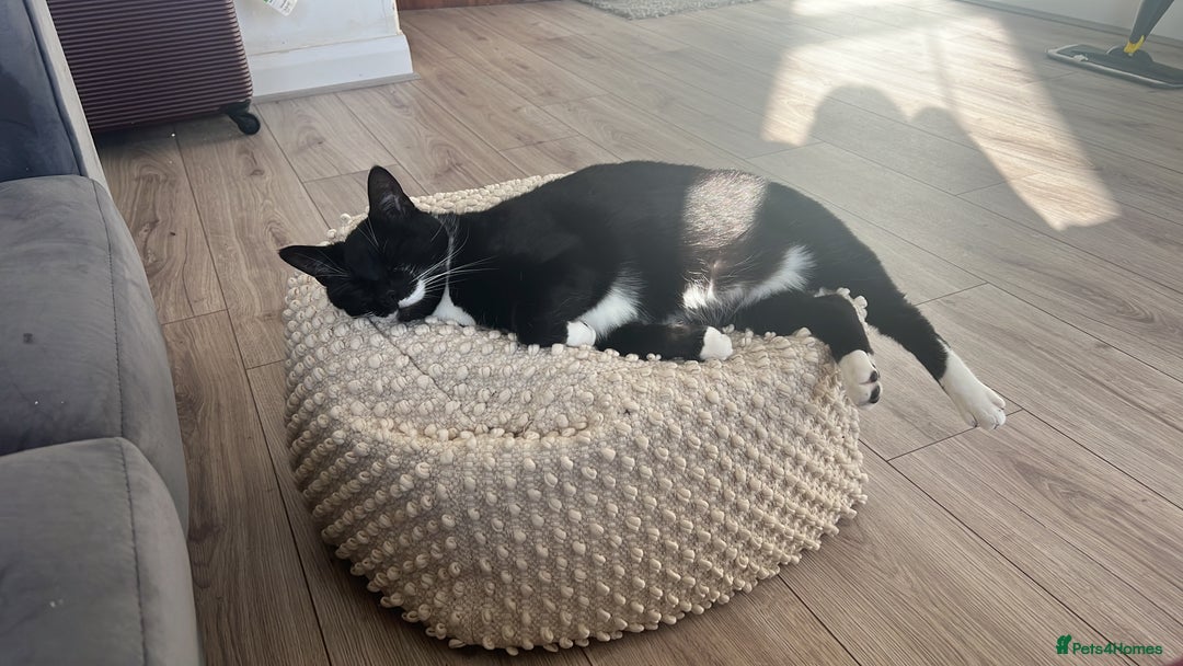 Domestic Shorthair cats for sale: Big gentle loving boy - Image 9
