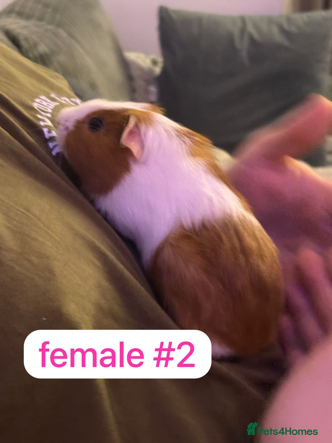 Guinea Pig rodents for sale: Beautiful baby Guinea pigs  - Advert 4