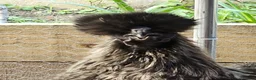 Chickens poultry for sale: Silkie Cockerel – Stunning Rare Colour - Advert 2