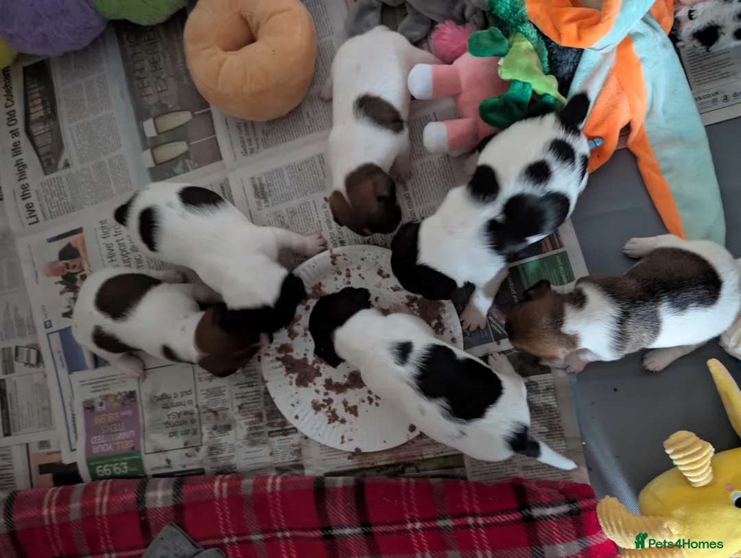 Jack Russell dogs for sale: 🐶 Jack Russell Boys – Ready Monday 23rd Feb🐶 - Advert 9