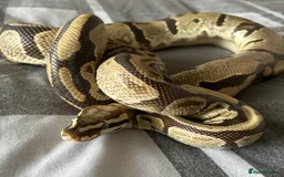 Python Snake reptiles for sale: Two Ball pythons Available - Image 3