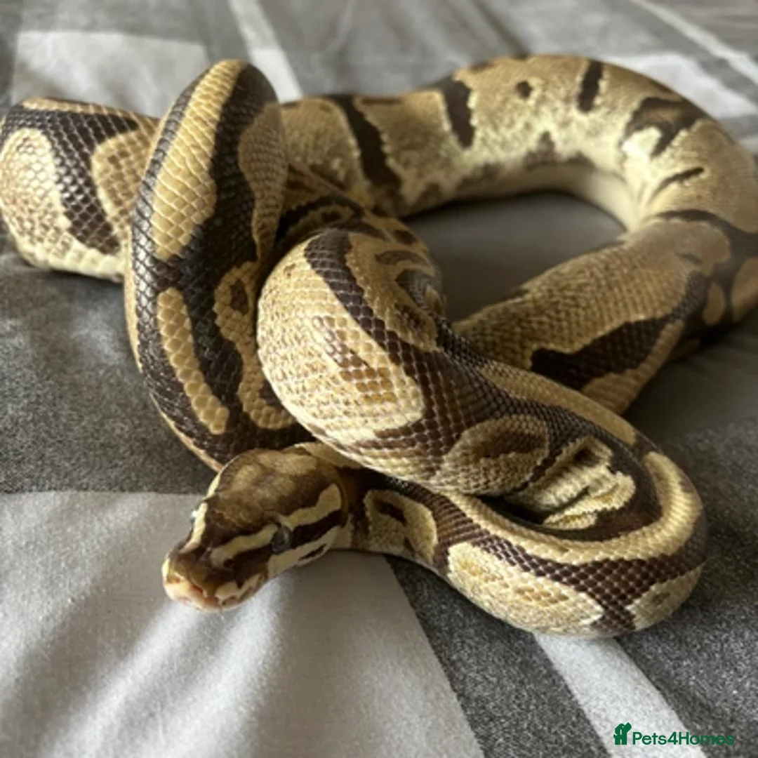 Python Snake reptiles for sale: Three Ball pythons Available - Advert 3