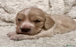 Cocker Spaniel dogs for sale: Fully health tested KC reg working Cocker Spaniels - Image 28