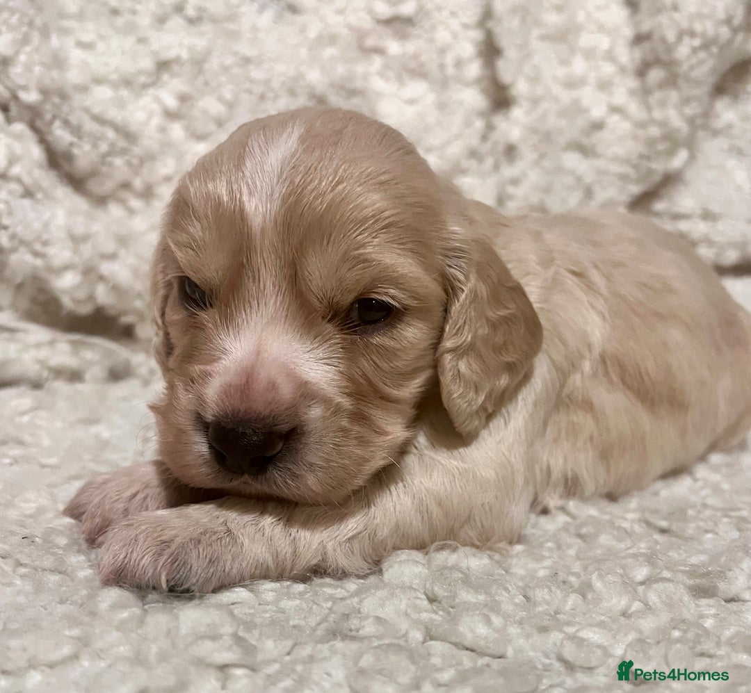 Cocker Spaniel dogs for sale: Fully health tested KC reg working Cocker Spaniels - Image 28