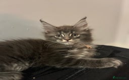 Maine Coon cats for sale: *READY* Stunning Tica Maine Coons - Image 11
