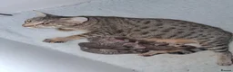 Savannah cats for sale: Super spotty Savannah kittens - Advert 1