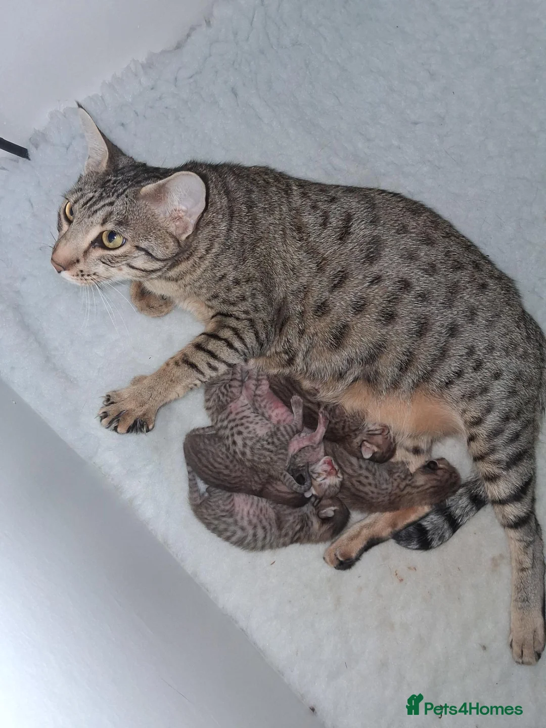 Savannah cats for sale: Super spotty Savannah kittens - Advert 1