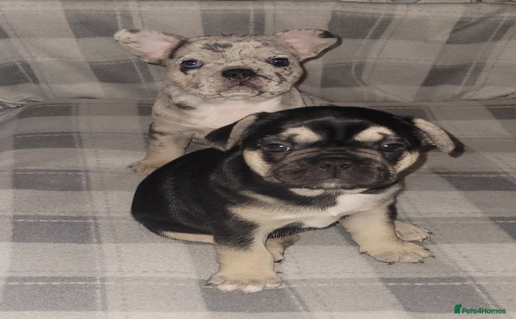 French Bulldog dogs - Advert 3