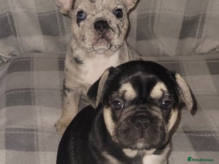 French Bulldog dogs - Advert 29