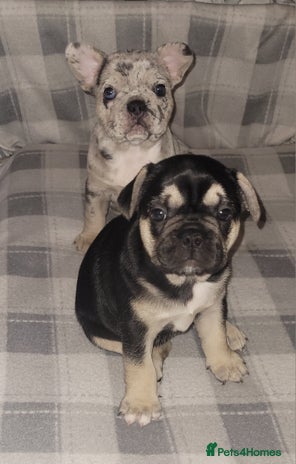 French Bulldog dogs - Advert 3