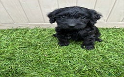 Cockapoo dogs for sale: Gorgeous cockapoo puppies - Image 24