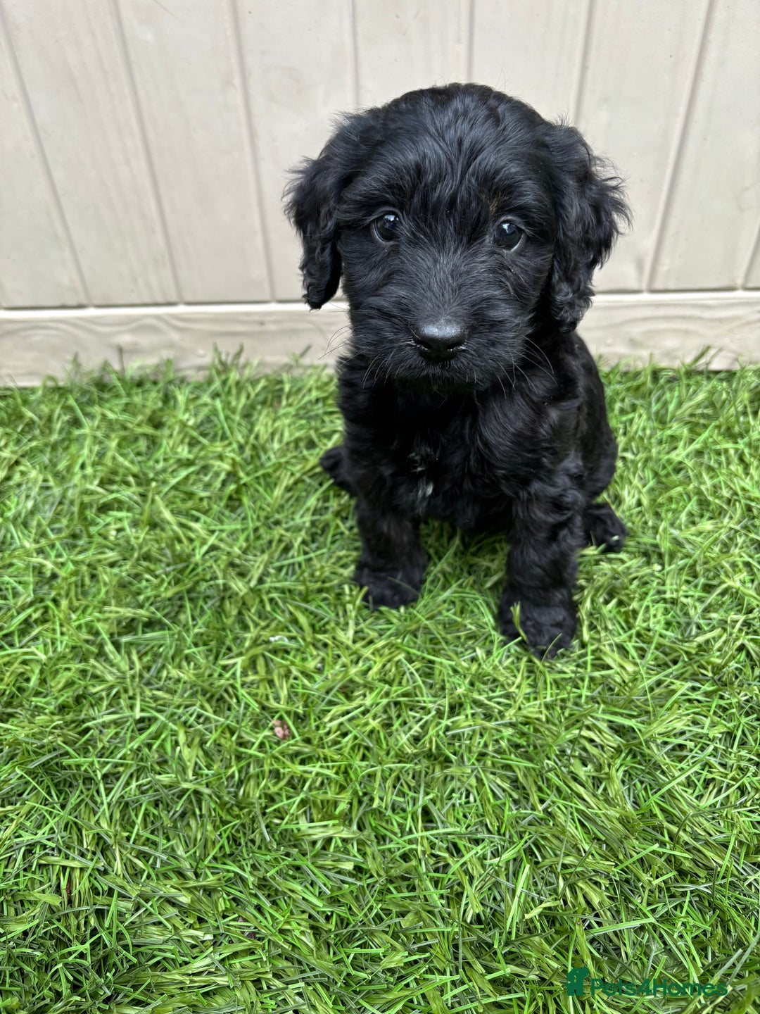 Cockapoo dogs for sale: Gorgeous cockapoo puppies - Image 24
