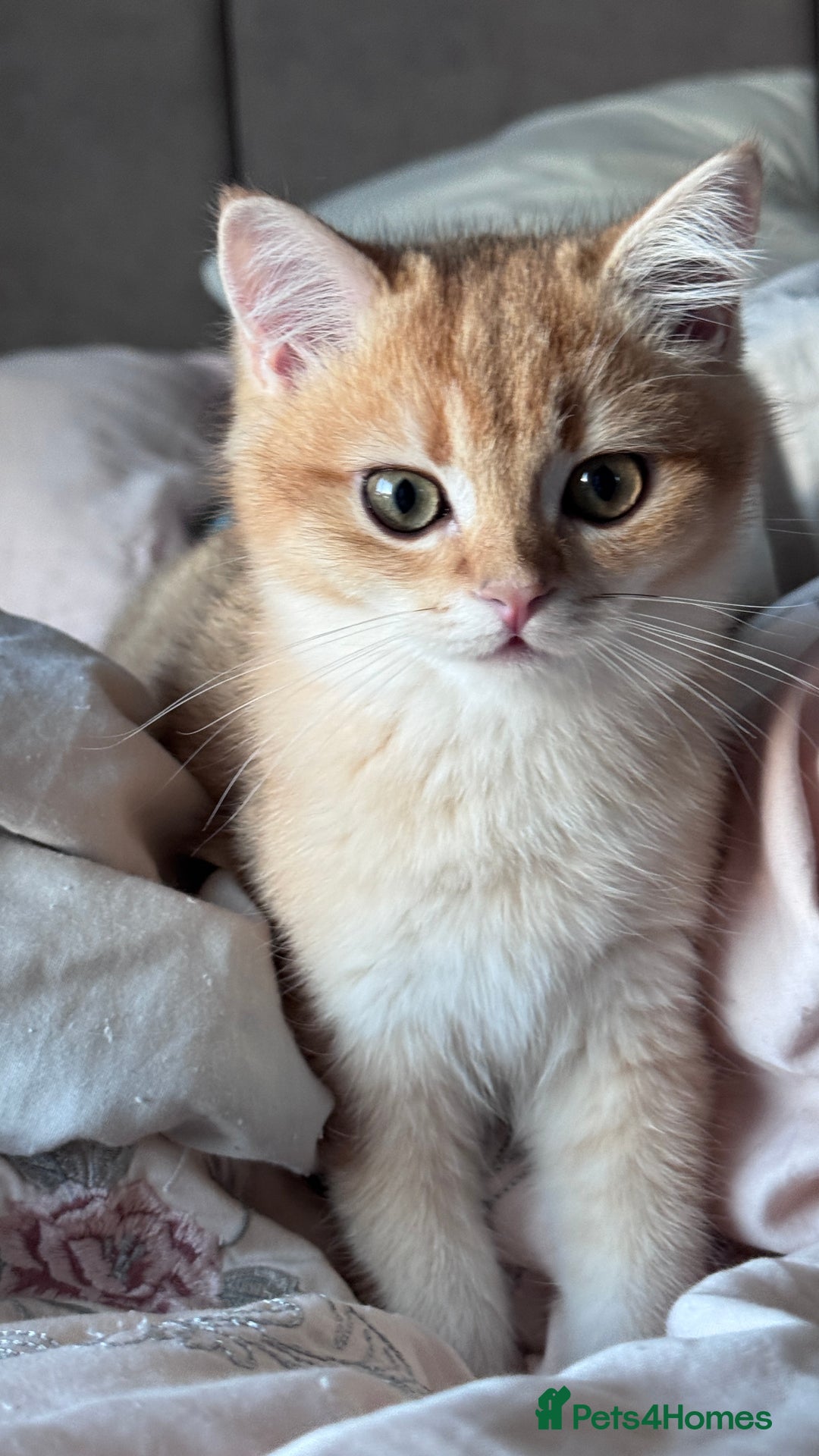 British Shorthair cats for sale: GCCF BSH ONE BOY READY TO GO GOLDEN BLACK TIPPED  - Advert 14