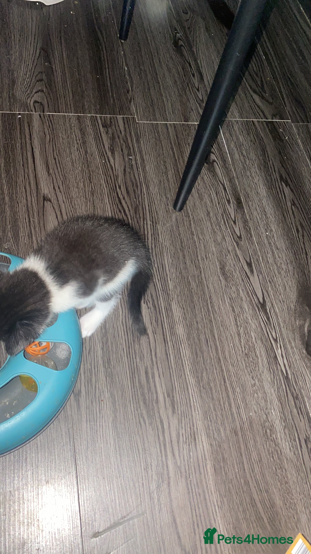Mixed Breed cats for sale: 5 beautiful black and white kitties  - Image 17
