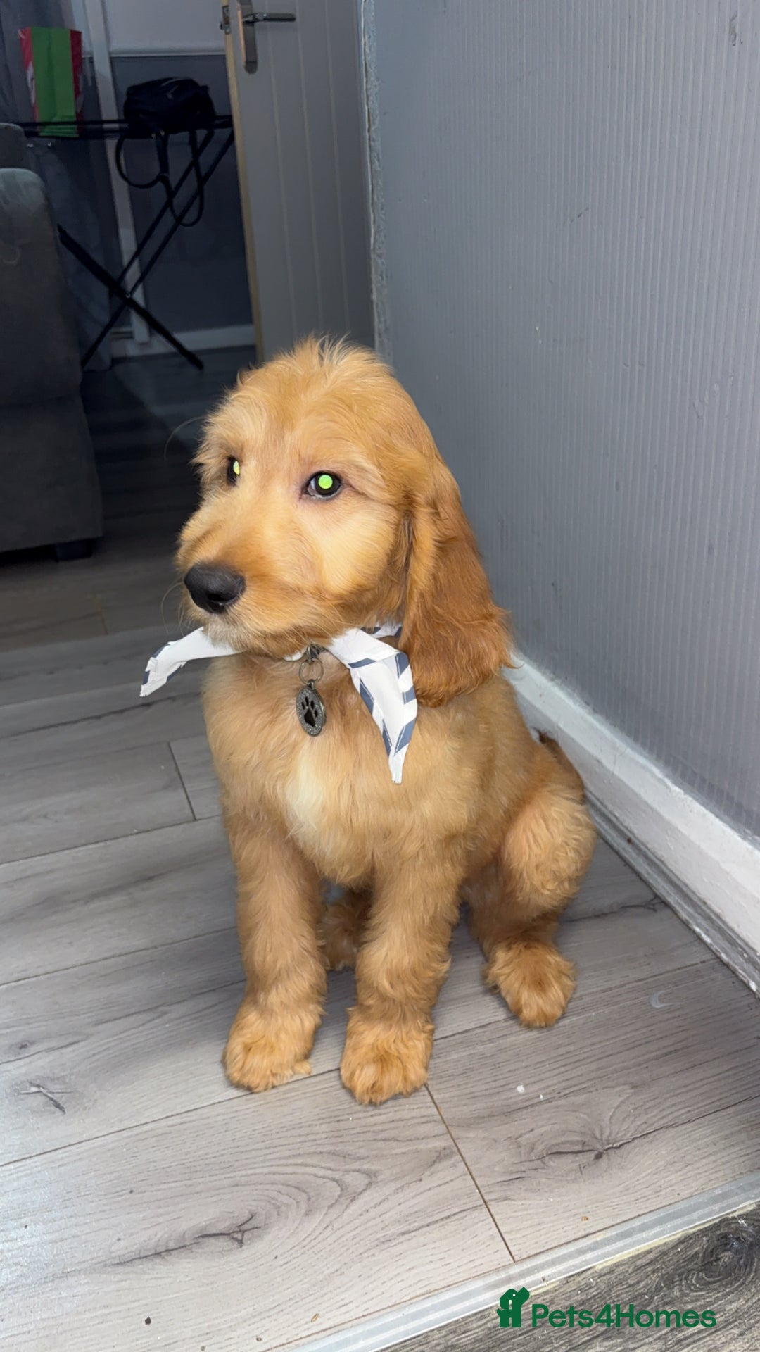 Goldendoodle dogs for sale: Bobby - Advert 4
