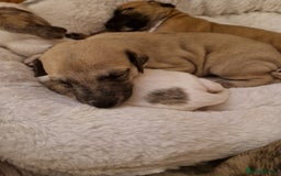 Whippet dogs for sale: KC Registered Whippet Pups - 2 girls left - Image 16