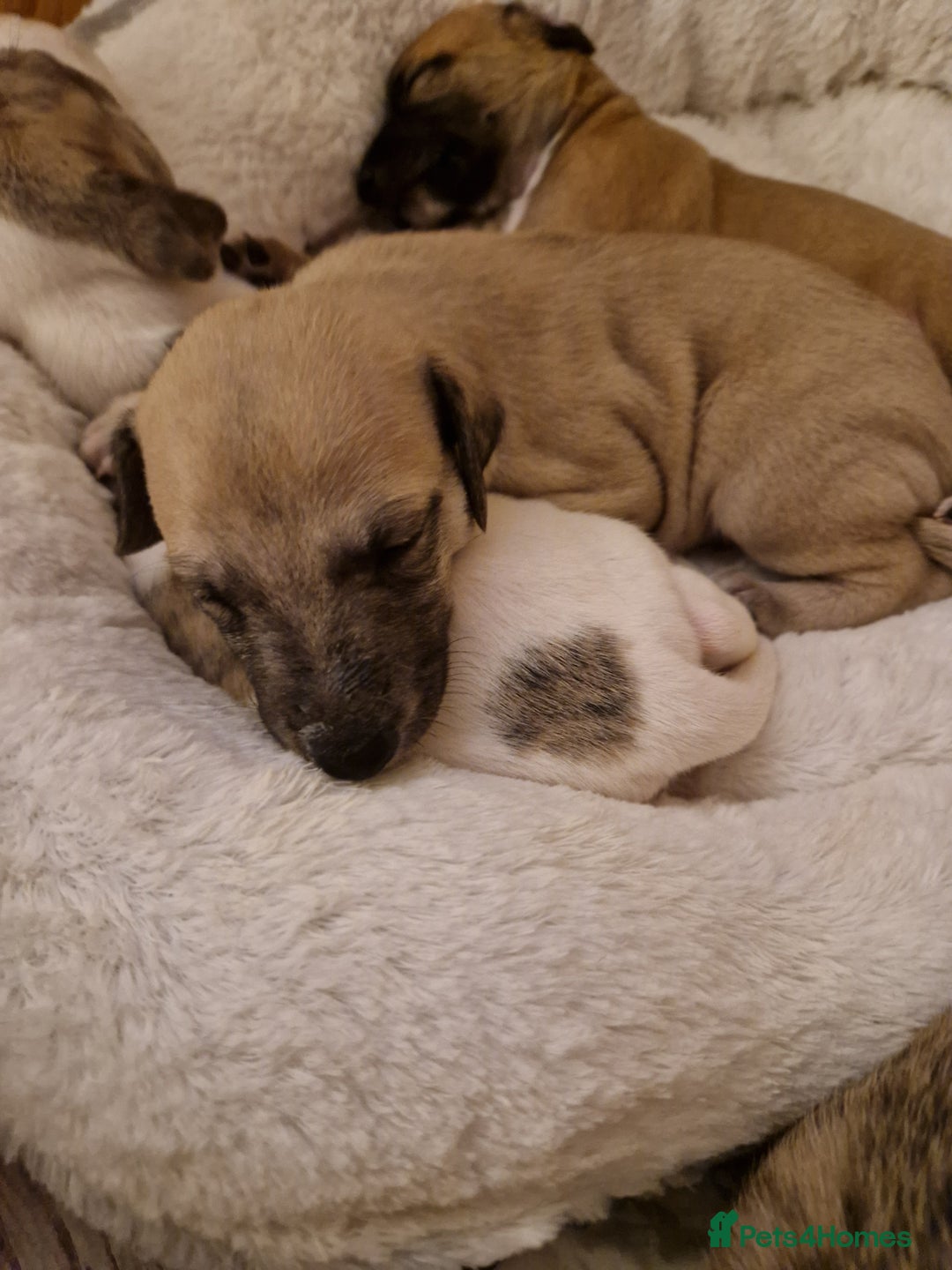 Whippet dogs for sale: KC Registered Whippet Pups - 2 girls left - Image 16