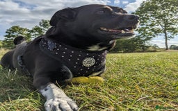 Mixed Breed dogs for adoption: Winston (Tripaw Terrier mix) - Image 4