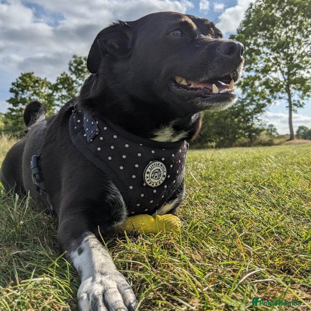 Mixed Breed dogs for adoption: Winston (Tripaw Terrier mix) - Image 4