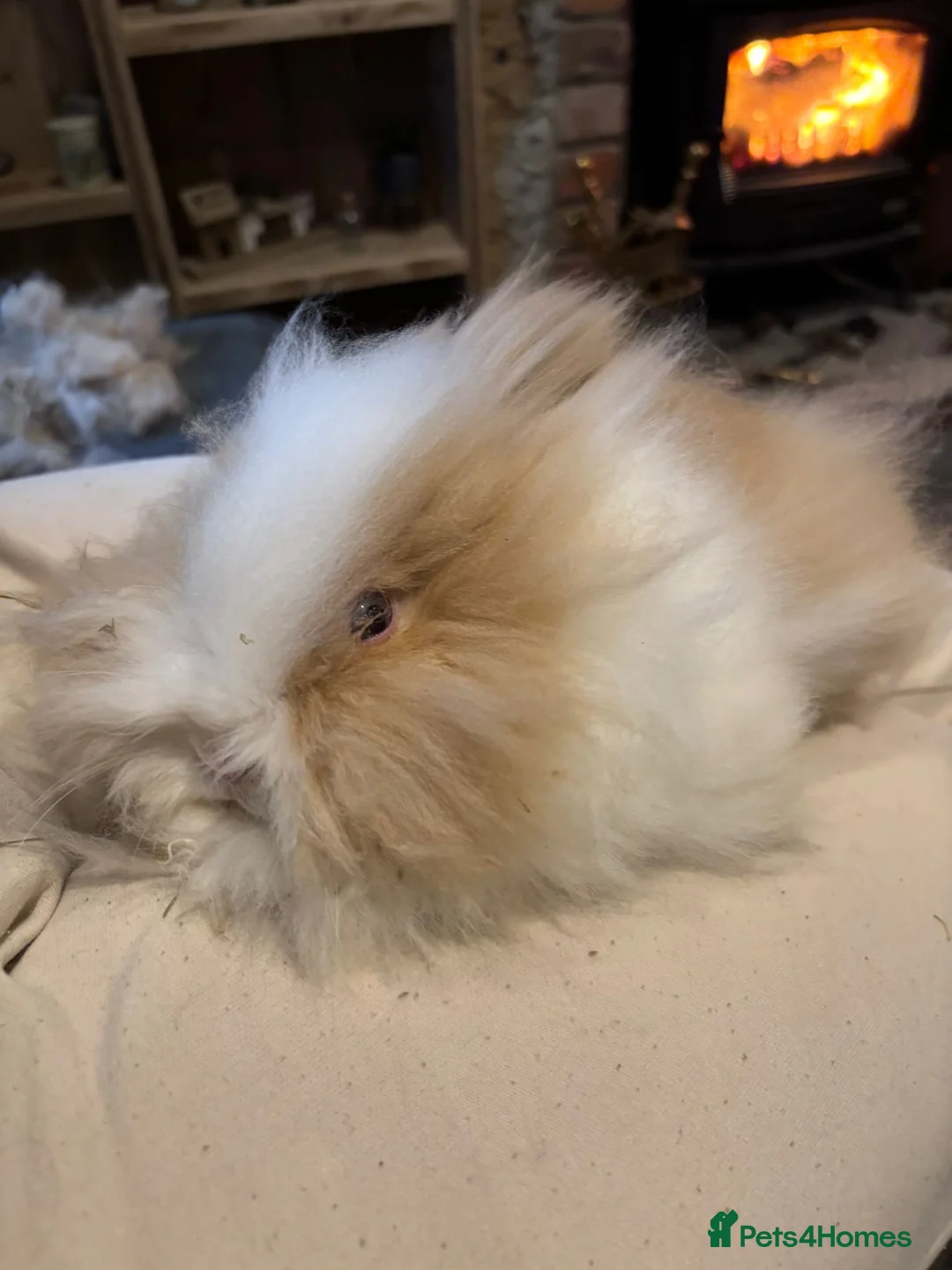 Angora rabbits for sale: True Angora Baby Rabbits  - Advert 3