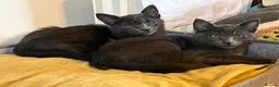 Oriental cats for sale: 7 RAGDOLL/SIAMESE KITTENS  - Advert 2