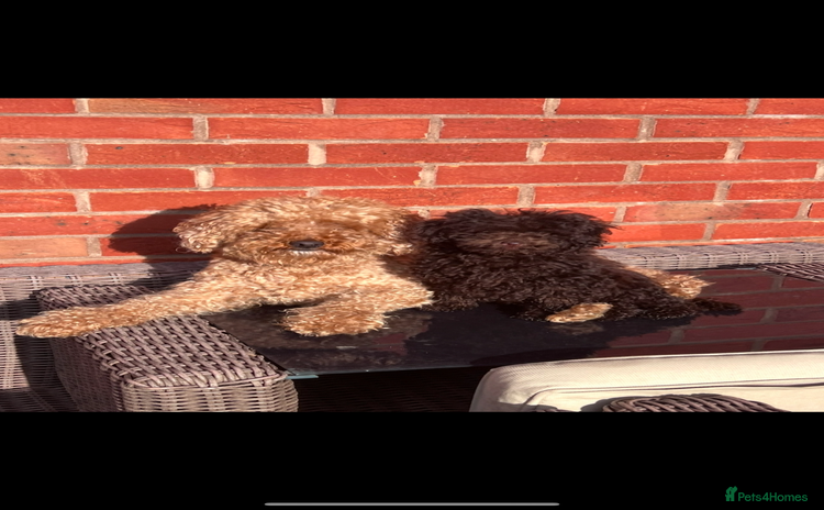 Toy Poodle dogs - Advert 15